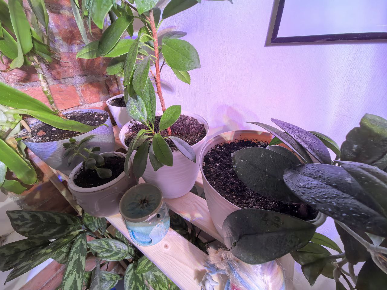 Домашние цветы на этажерке