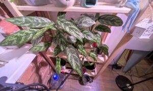 Комнатные цветы на этажерке