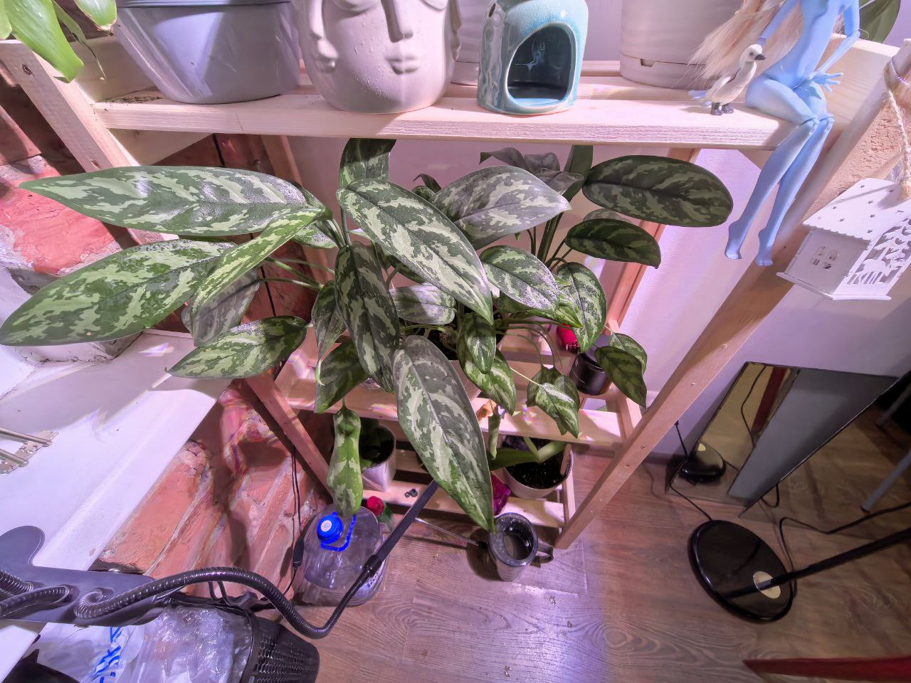 Комнатные цветы на этажерке