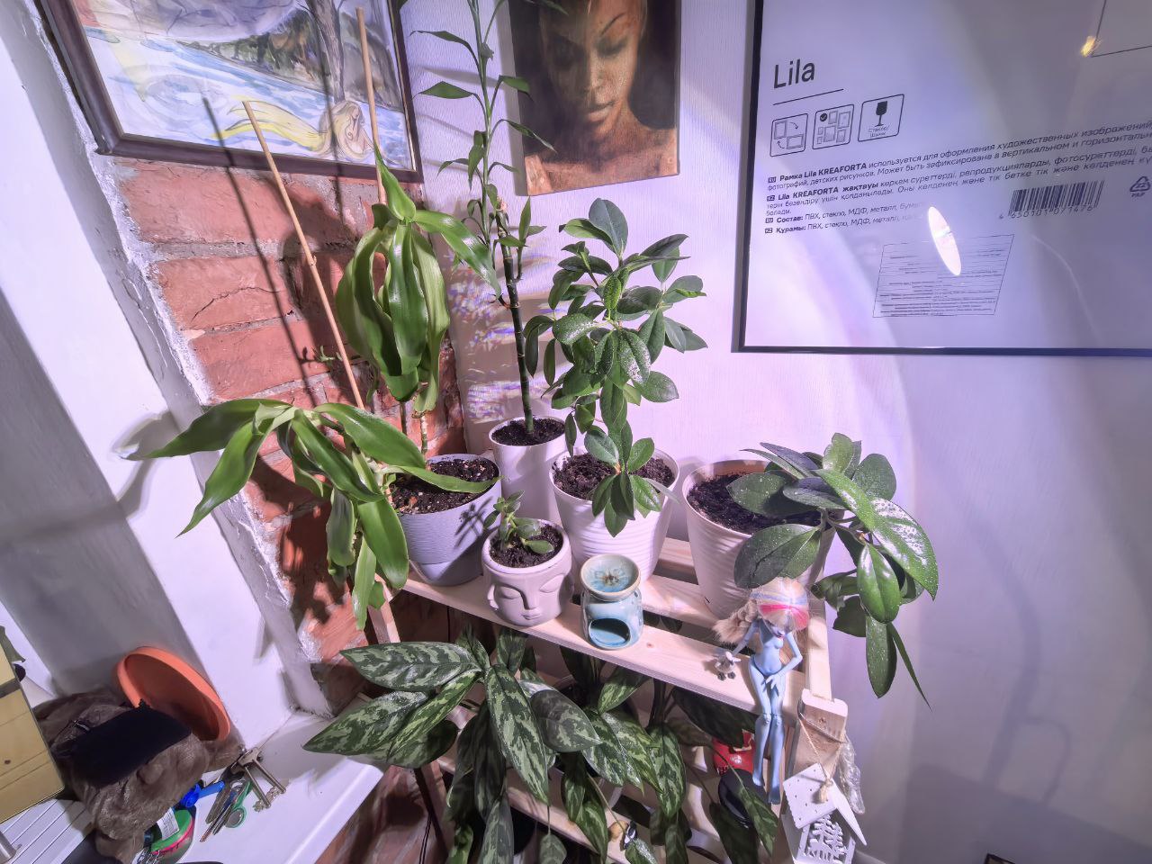 растения на столе