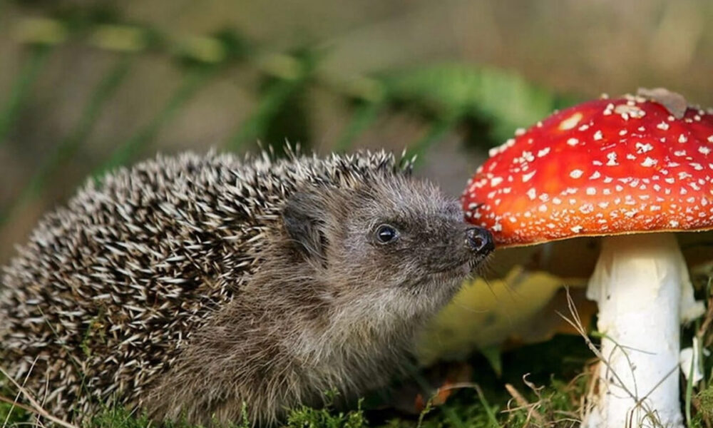 Ежик с мухомором