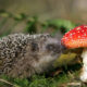 Ежик с мухомором