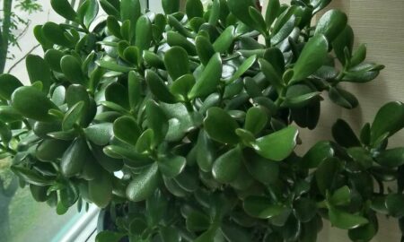 Денежное дерево на подоконнике