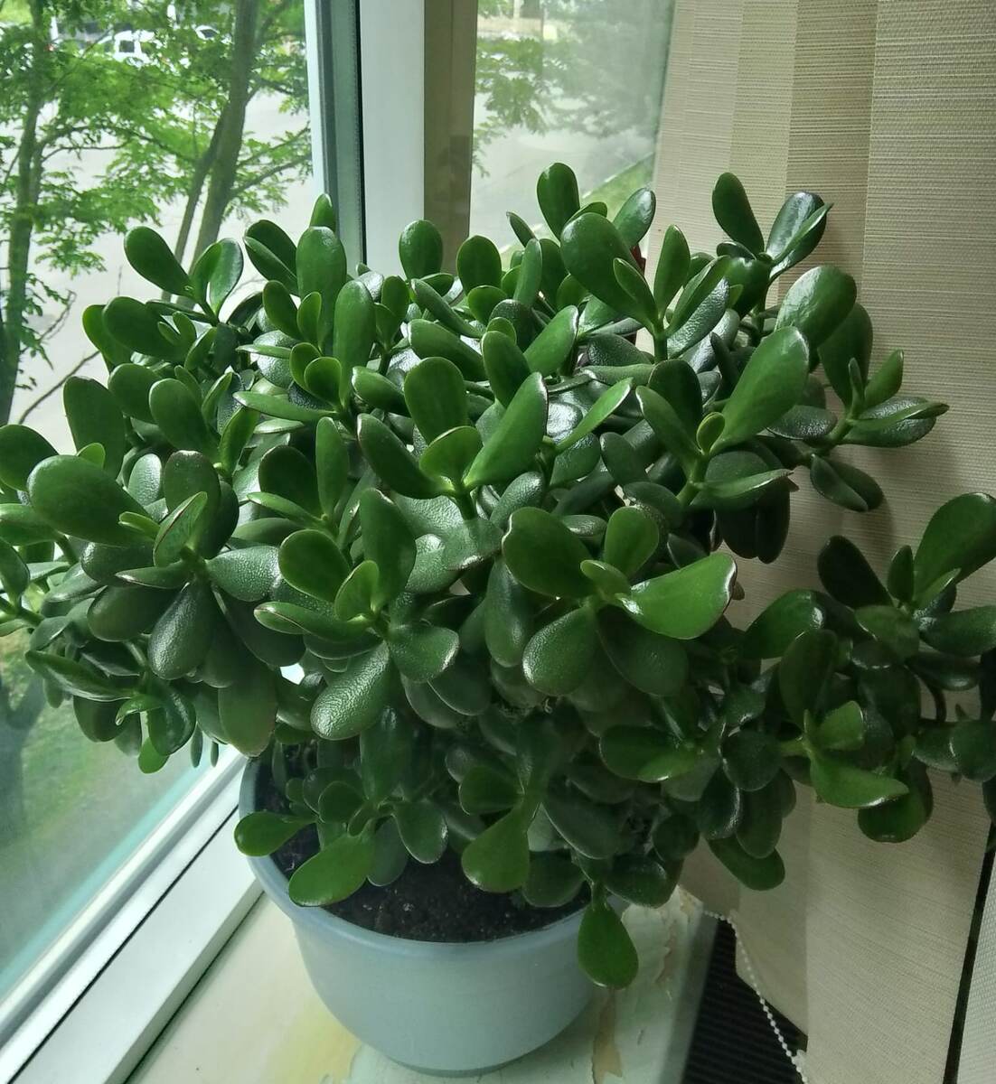 Денежное дерево на подоконнике