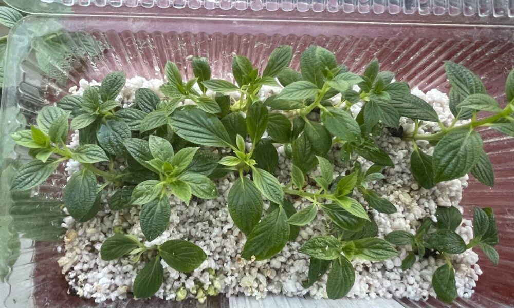 Черенки гортензии в коробке