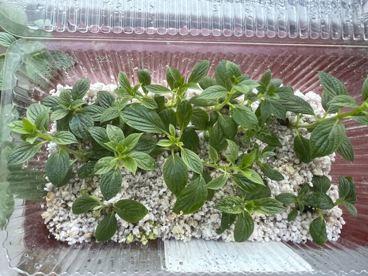 Черенки гортензии в коробке