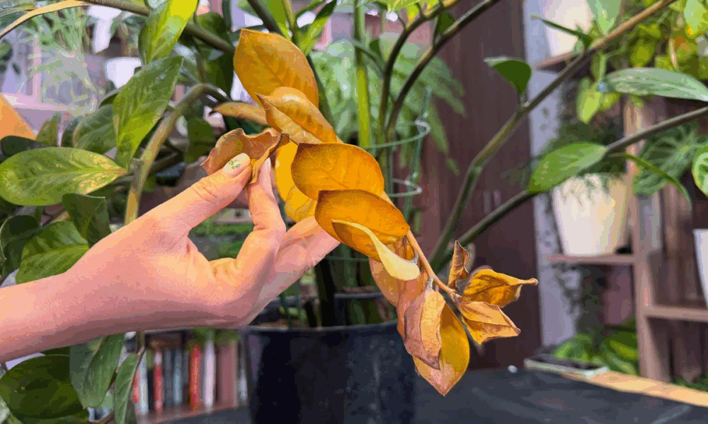 Желтеющий комнатный цветок