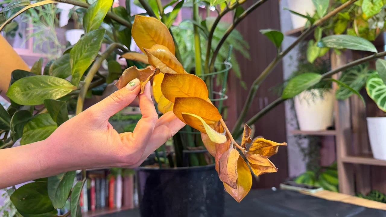 Желтеющий комнатный цветок