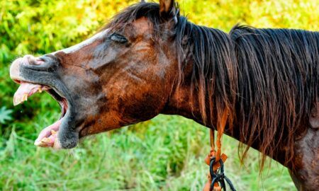 Лошадь открыла пасть