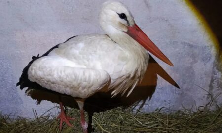 аист пойман спасателями