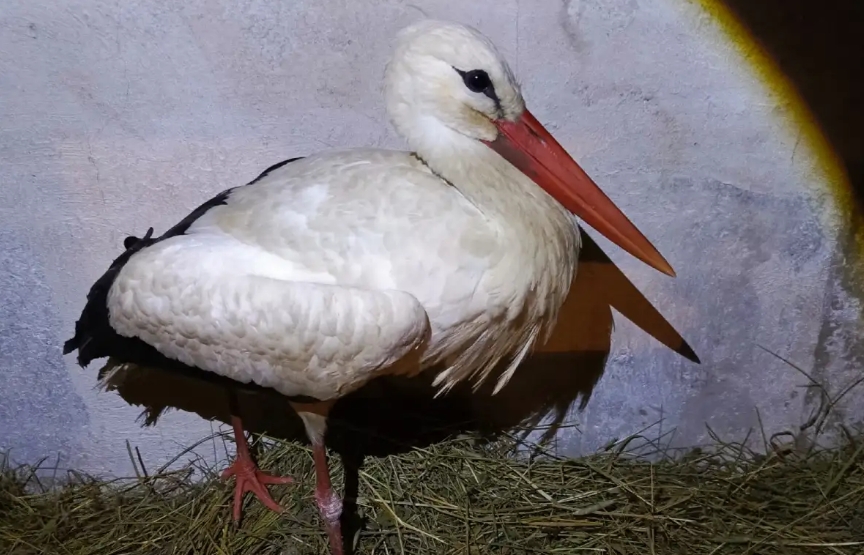 аист пойман спасателями