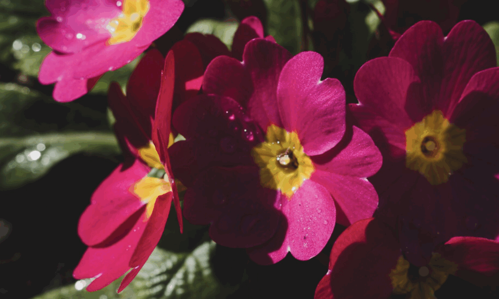 розовые цветы