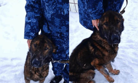 немецкая овчарка