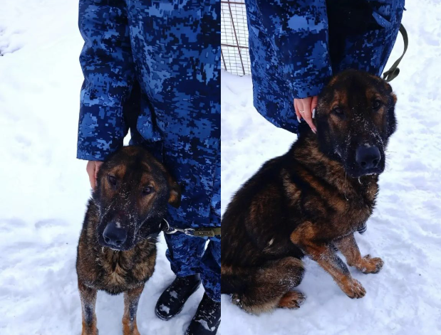 немецкая овчарка