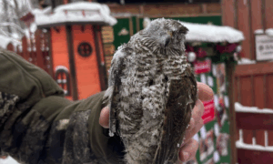 мертвый ястреб