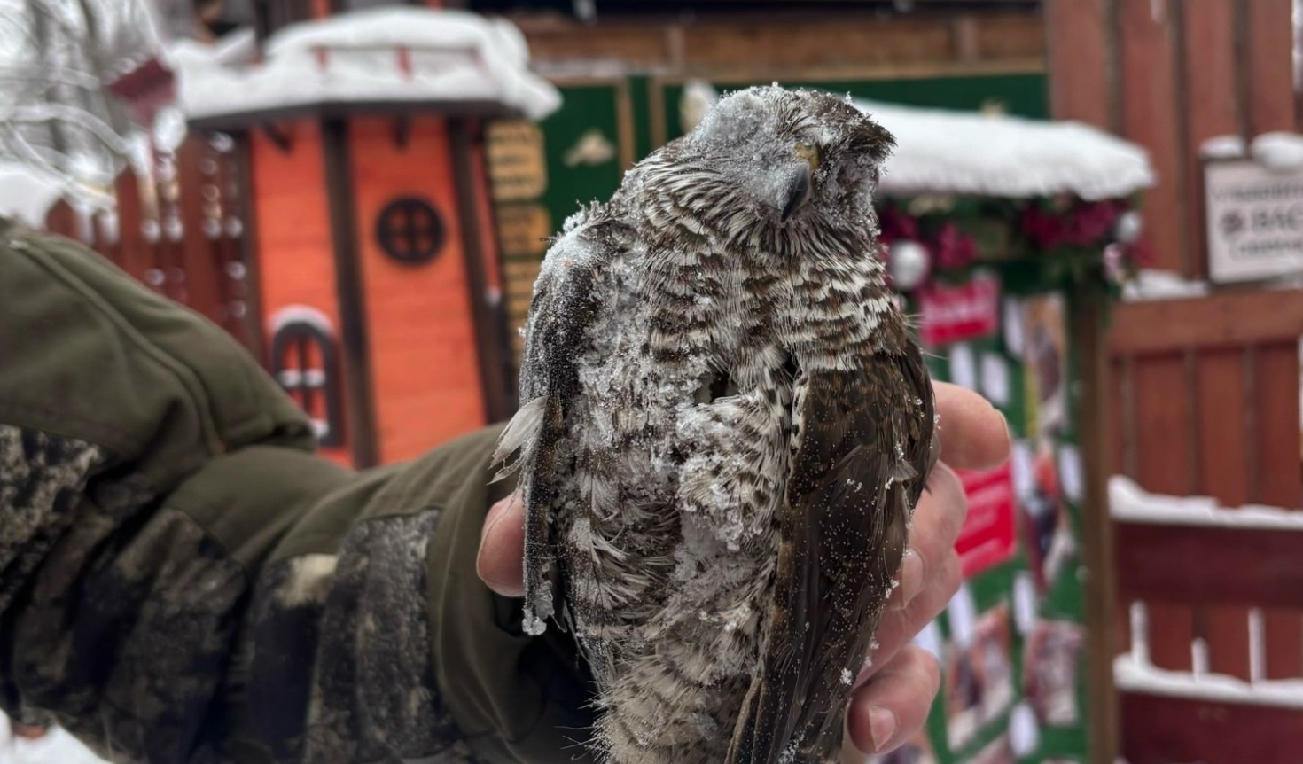 мертвый ястреб