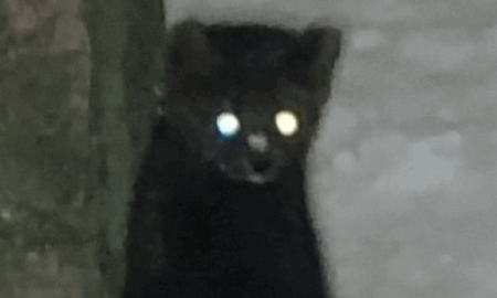 Куница в Великом Новгороде