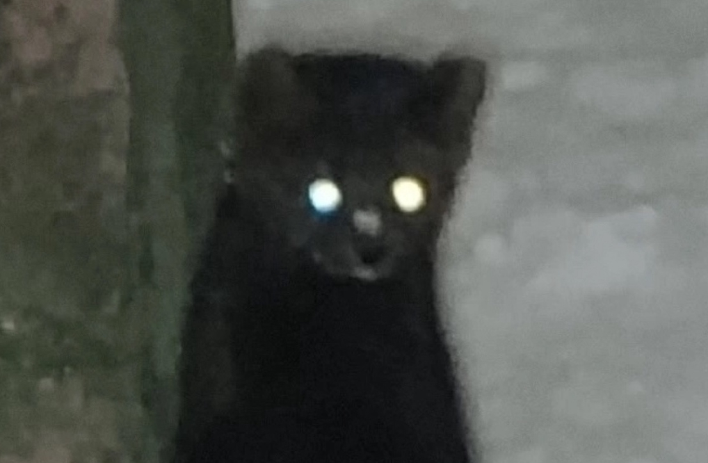 Куница в Великом Новгороде