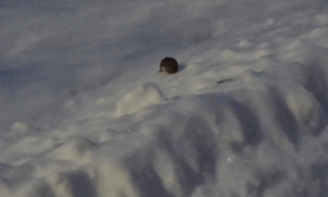 мышка в снегу