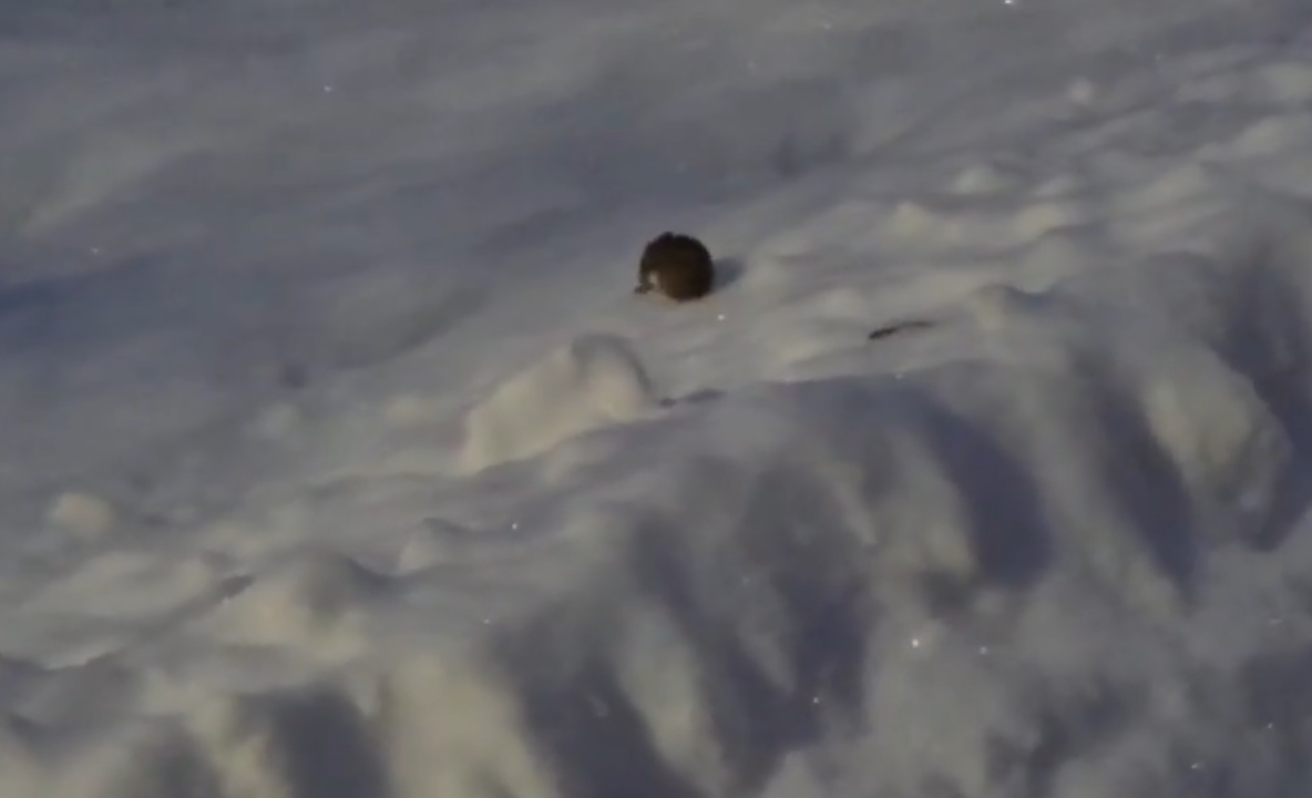 мышка в снегу