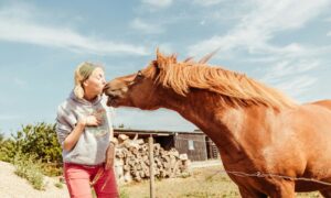 Лошадь и девушка