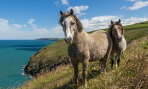 Лошади пасутся на лугу