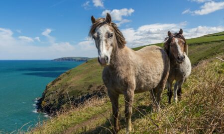 Лошади пасутся на лугу