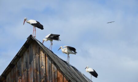 аист на крыше