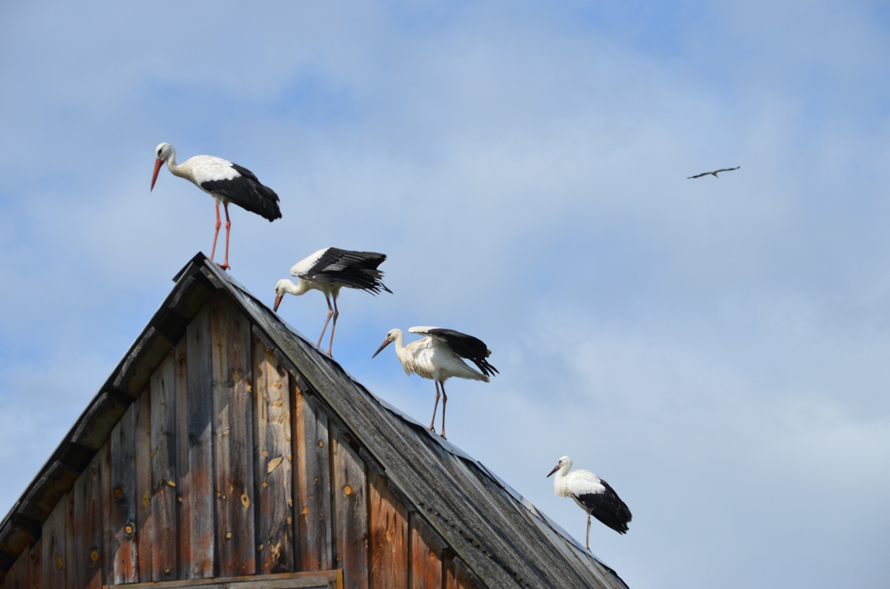 аист на крыше