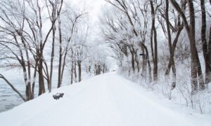 alt деревья в снегу