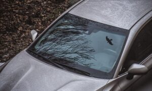 Автомобиль припаркован под деревом