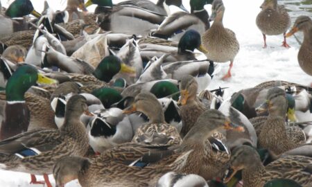 alt утки зимой