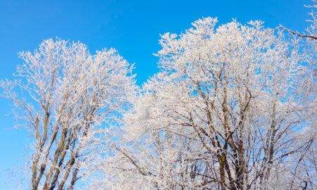 alt деревья в снегу