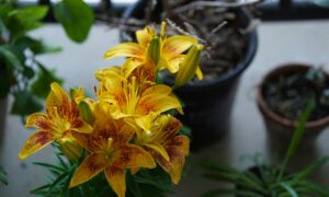 Домашние цветы