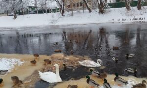 alt лебеди на воде