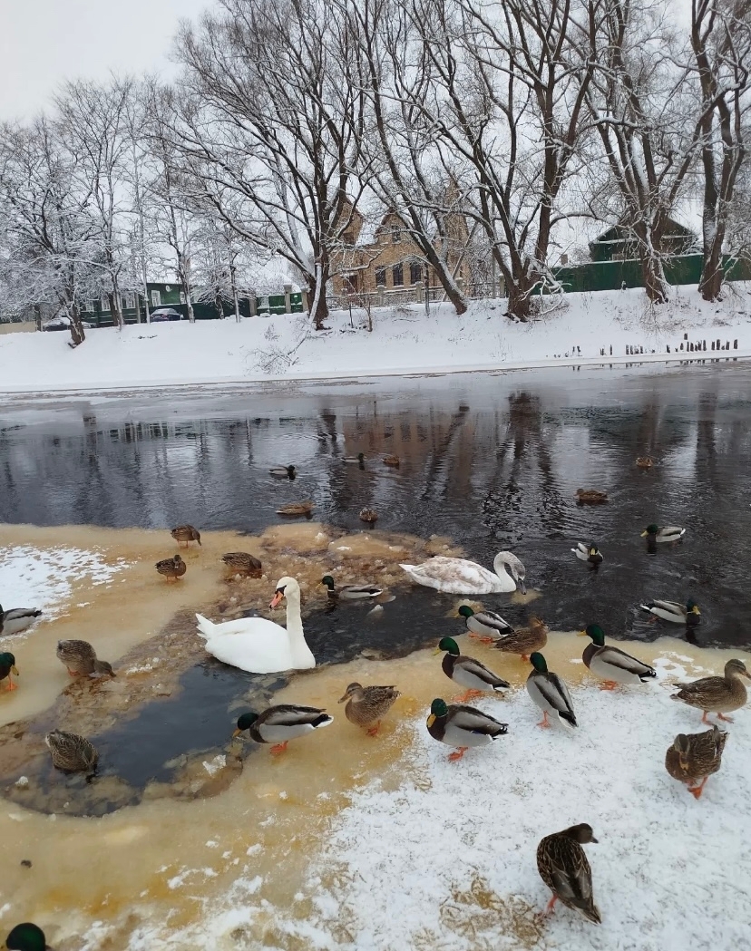 alt лебеди на воде