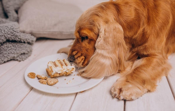 Собака ест торт
