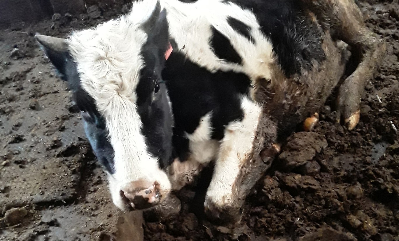 Животные на ферме под Старой Руссой