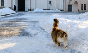 Кошка Мария в Новгородском кремле