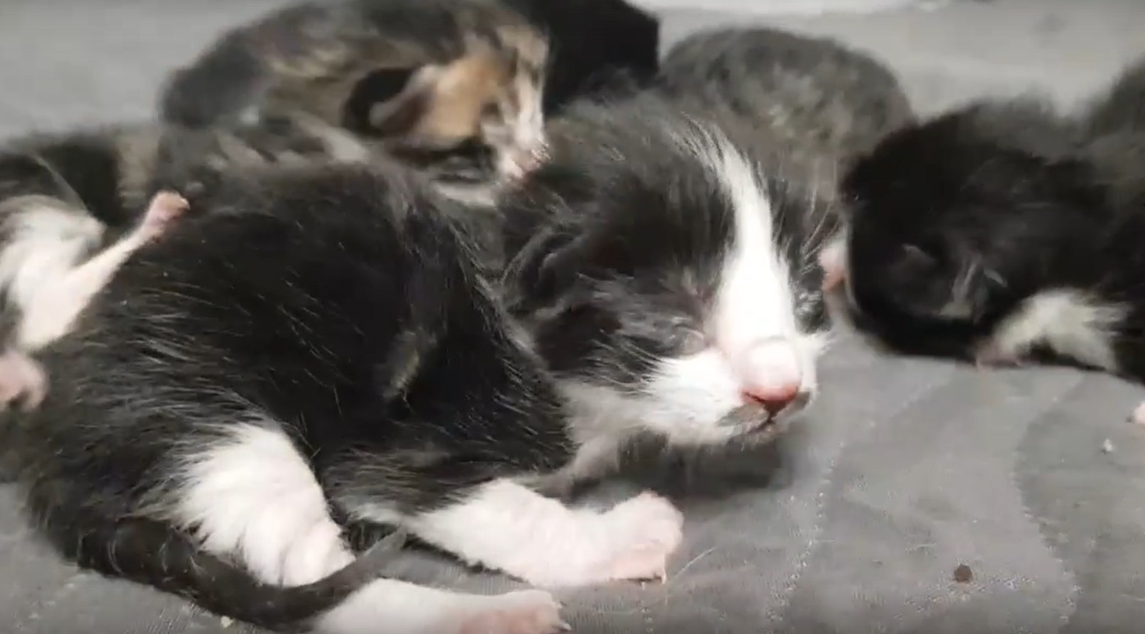 Спасенным котятам нужен дом