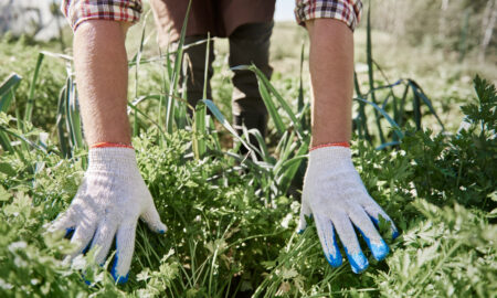 Человек в перчатках рвет траву