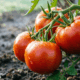 Помидоры в огороде