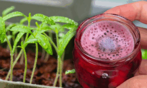 Свекольный настой для рассады
