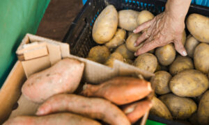 Картофель и батат в ящиках