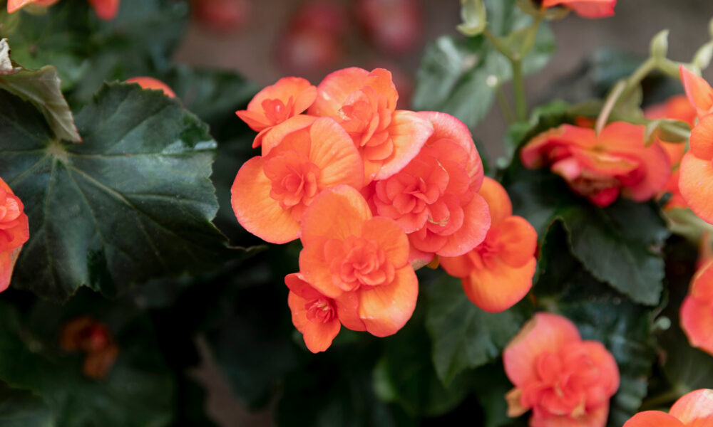 Цветущая герань