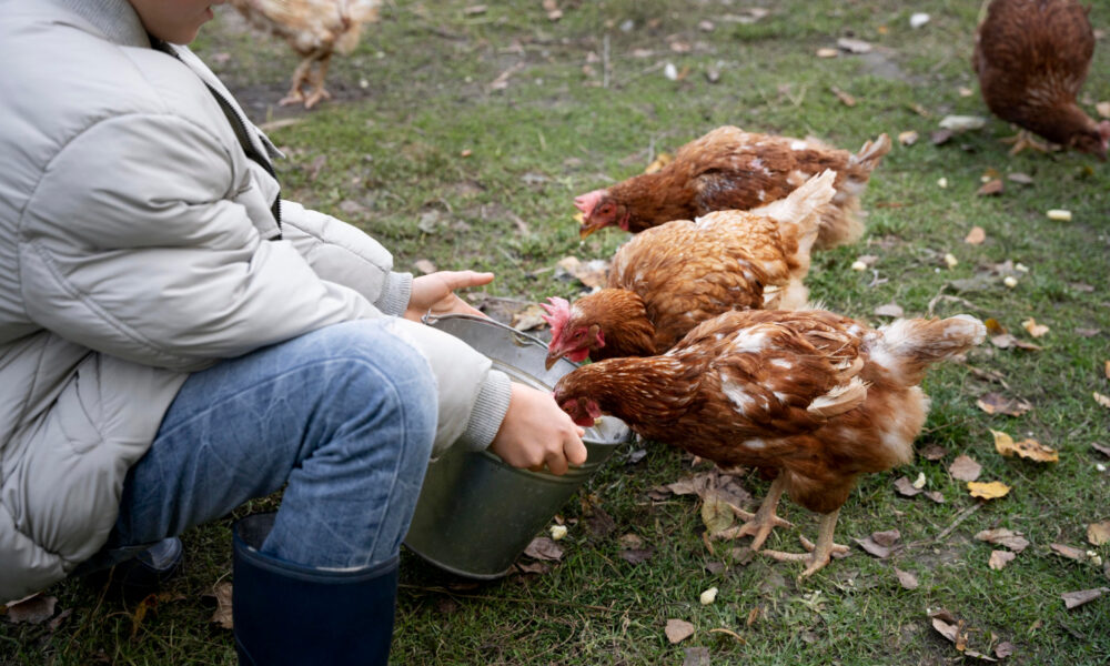 Ребёнок кормит кур