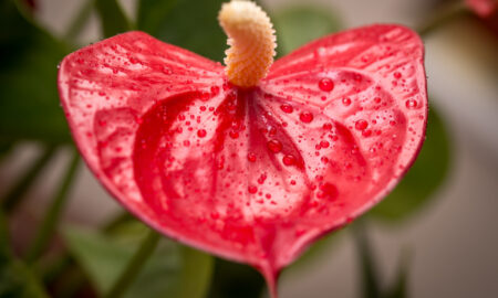 Антуриум красный