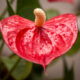 Антуриум красный