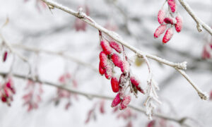 Снег на ветке