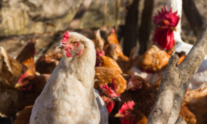 Огромные куры